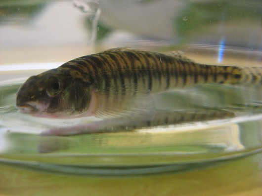 Bigscale logperch, captured from Putah Creek in November 2008. Photo by Teejay O'Rear, March 2009.