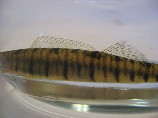 Bigscale logperch, dorsal fins. Captured from Putah Creek in November 2008. Photo by Teejay O'Rear, March 2009.