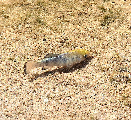 Salt Creek pupfish, male. Photographed at Salt Creek, CA (Death Valley National Park). Date: 4/18/09. Photo by Dr. Cynthia S. Shroba, College of Southern Nevada.