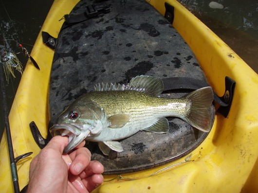 Redeye bass, adult. Caught in eastern USA. Photo courtesy of Drew Gregory.
