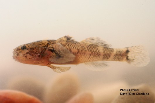 Shokihaze goby, captured in Suisun Marsh, CA on 6 August 2007. Length: 5 cm (2 inches).