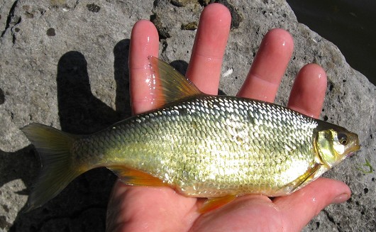 Golden shiner, caught in Iron Gate Reservoir, California on 12 May 2009 by Teejay O'Rear. Photo by Amber Manfree.