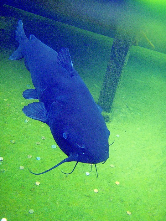 Channel catfish. Location: Balboa Park reflecting pond, San Diego, CA, 2009. The fish, estimated to be 10-12 years old, was popular with visitors. It died 24 May 2009, apparently of natural causes. Weight: 10.3 kg (22.7 lb). Photo by Neal Matthews.