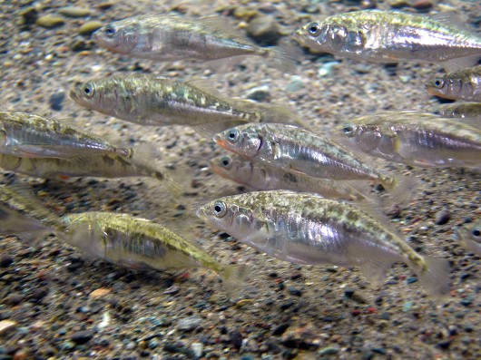 Threespine stickleback (armored), in Toro Creek, San Luis Obispo County, CA, on 30 April 2006. Note: spines are folded back because fish are swimming into the current. Photo by Steve Howard.