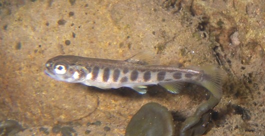 Brook trout fry, approximately 24 mm (1