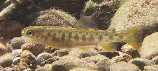 Brook trout fry, approximately 36 mm (1.5