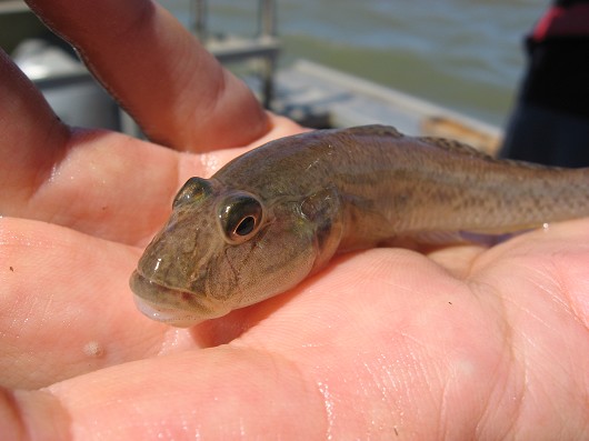 Yellowfin goby (head), caught in Suisun Marsh on 20 August 2008 by Teejay O'Rear. Photo by Amber Manfree.