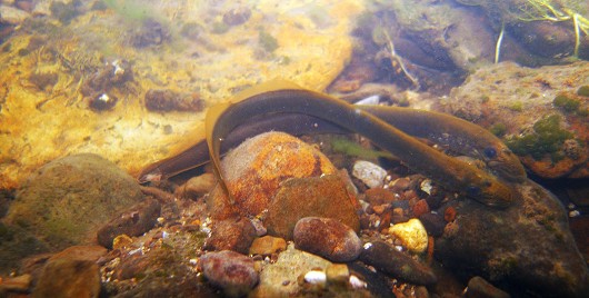 Pit-Klamath brook lamprey in Lassen Creek (Goose Lake), Modoc County, CA on 3 June 2009.  Each lamprey is holding on to the rock using its oral disc. Photo by Steve Howard.