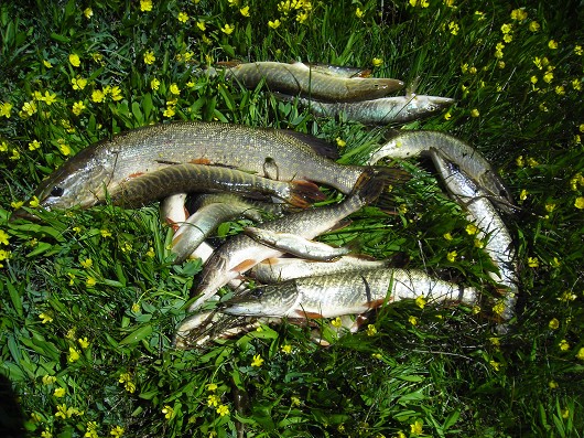 Northern Pike — CCT Fish & Wildlife