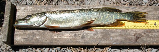Northern pike, captured from Lake Davis, CA. Photo by Robert Vincik, California Department of Fish and Game.