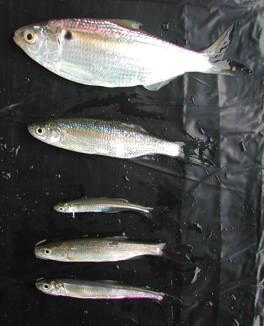 Threadfin shad, shown beside a golden shiner, Mississippi (inland)  silverside, Sacramento pikeminnow, and wakasagi. Photo by Robert Vincik, California Department of Fish and Game.