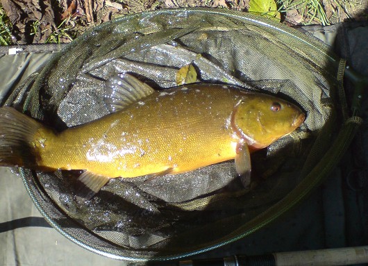 Tench, caught in Storrington, West Sussex, England on 19 August 2009. Photo by Peter Collington.