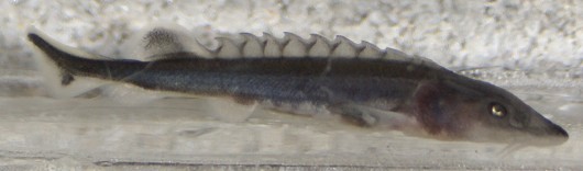 Green sturgeon, larvae, side view. Photo courtesy of Dennis Cocherell, UC Davis.