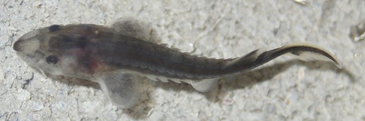 Green sturgeon, larvae, dorsal view. Photo courtesy of Dennis Cocherell, UC Davis.