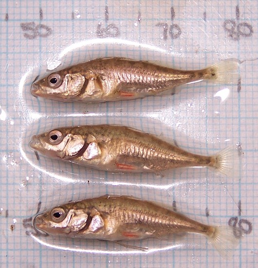 Threespine stickleback (armored), captured in rotary screw trap on Sacramento River at Knight's Landing. Date: 10/19/2009. Photo by Kasie Barnes, California Department of Fish and Game. Note: Measurement scale is in millimetres.
