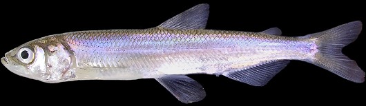 Longfin smelt, 110 mm FL. Photographed on February 14, 2008 at the Tracy Fish Collection Facility, Tracy, CA. Photo by René Reyes, US Bureau of Reclamation.