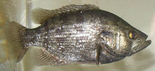 Sacramento perch (probably a breeding male, based on dark color). Captured from Sindicich Lagoon, Martinez, CA in May 2001. SL = 221 mm. Weight = 260 g. Photo by Chris Miller, Contra Costa Mosquito & Vector Control District, CA.