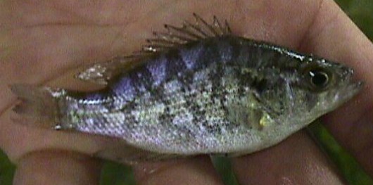Sacramento perch, juvenile (170 days old). Raised from wild brood fish from Sindicich Lagoon, Concord, California.  SL = 68 mm. Photographed in January 2002 by Chris Miller, Contra Costa Mosquito & Vector Control District, California.