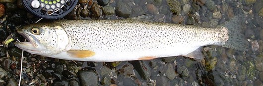 Cutthroat trout, sea-run adult. Caught along the beaches of Hood Canal near Seabeck, Washington. Photo courtesy of Larry Coté.