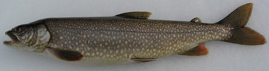 Lake trout, captured from Donner Lake on 12/21/2009. Length: 53 cm (21