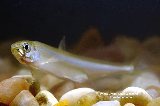 Delta Smelt, Adult (frontal left view), UC Davis Fish Conservation and Culture Lab, Byron, CA (largely funded by the California Department of Water Resources) May 15, 2008.