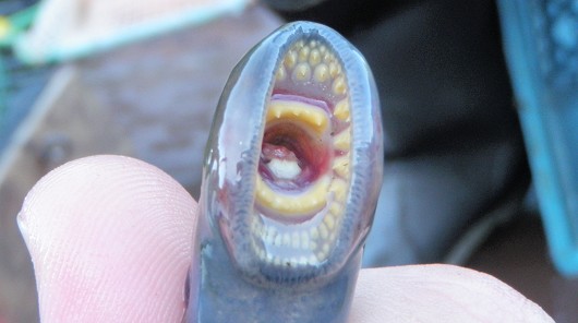 Klamath River lamprey, mouth. Captured attached to a brown trout from the upper Trinity River near river mile 85 on 22 July 2009. Photo courtesy of John Hileman, California Department of Fish and Game.