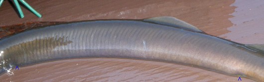 Klamath River lamprey, trunk myomeres. Blue arrows indicate section along which 63 trunk myomeres were counted. Photo courtesy of John Hileman, California Department of Fish and Game. Edited by Lisa Thompson, UC Davis.