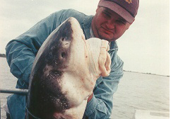 White sturgeon, mouth. Caught in April 1997 in the Sacramento River (at river mile 14, the tip of Grand Island). Photo courtesy of John Hileman, California Department of Fish and Game.