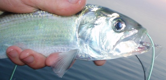 American shad, head. Caught on the Feather River (Star Bend boat launch) on 4 July 2008. Approximately 20 cm TL. Note the mouth, which is much larger than that of a threadfin shad. Photo courtesy of Brian Currier.