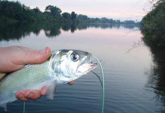 American shad, habitat. Feather River (Star Bend boat launch), 4 July 2008. Photo courtesy of Brian Currier.