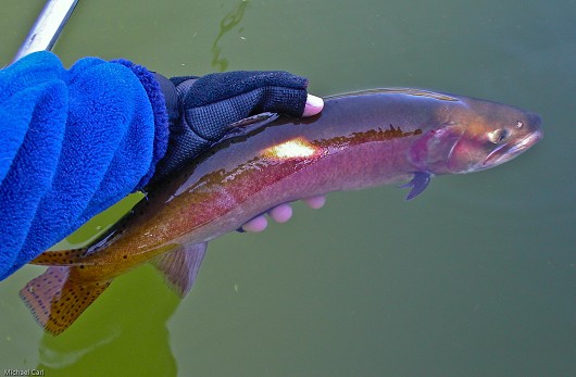 Lahontan cutthroat trout, photographed at Heenan Lake, California in October 2006. Photo by Michael Carl.
