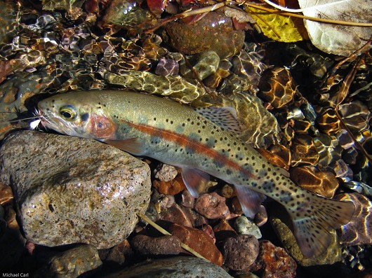 Rainbow trout (McCloud River redband), photographed at Trout Creek, California in October 2006. Photo by Michael Carl.