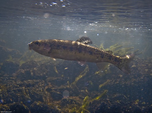 Rainbow trout (Warner Lakes redband), photographed at Mud Creek, Oregon in July 2009. Photo by Michael Carl.
