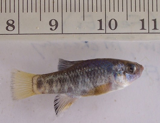 Desert pupfish, adult male losing his breeding colors. Captured from an irrigation drain leading to the Salton Sea, CA, on 07/11/2008. Photo by Cory Emerson, USGS. Note: Scale is in centimeters.