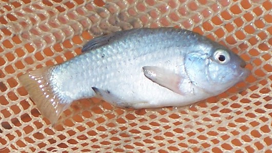 Desert pupfish, adult male in breeding coloration (silver blue color). Captured from the USGS/BOR Shallow Habitat Project experimental ponds on the southeast side of the Salton Sea, CA,on 04/27/2009. Photo by Barbara A. Martin, USGS.