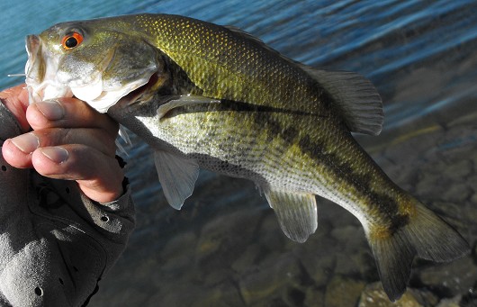 Spotted bass, caught and released in the Sacramento-San Joaquin Delta near Walnut Grove, CA, in September 2009. Photo courtesy of Gary Riddle.  Note: this fish has red eye coloring, making it easy to confuse it with a red-eye bass.