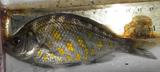 Tule perch, barred morph, captured from the Russian River, CA in June 2009. Photo by David Cook, Sonoma County Water Agency.