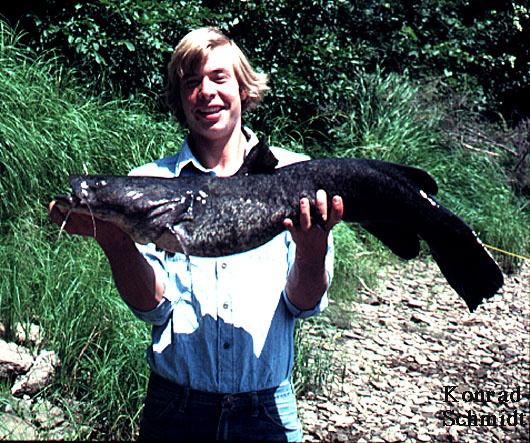 Flathead catfish, adult. Caught in the St. Croix River, Washington County, Minnesota, in summer 1976. Photo by Konrad Schmidt, Nongame Fish Biologist, Division of Ecological Services, Minnesota Department of Natural Resources.