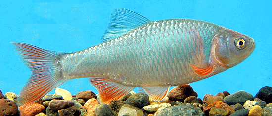 Red shiner. Caught in the Rock River, Rock County, Minnesota, in July 2002. Photo by Konrad Schmidt, Nongame Fish Biologist, Division of Ecological Services, Minnesota Department of Natural Resources.