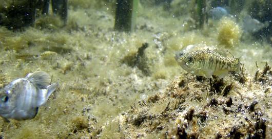 Owens pupfish, male (blue) and female (brown). Photo by Stacey Brown, MD. If you look closely you can find at least 5 additional females and 3 males.