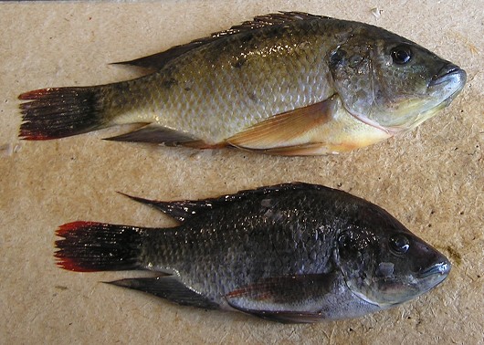 Mozambique tilapia hybrid, female (top) and male (bottom), captured from the Salton Sea in 2006. Photo by Sharon Keeney, California Department of Fish and Game. Note: these are tilapia hybrids (O. mossambicus x O. urolepis hornorum).