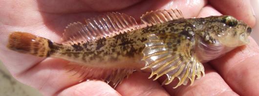 Riffle sculpin, side view. Location: South Fork American River. Date: 5 May 2010. Photo by Lisa C. Thompson.