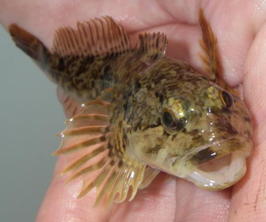 Riffle sculpin, frontal view. Location: South Fork American River. Date: 5 May 2010. Photo by Lisa C. Thompson.