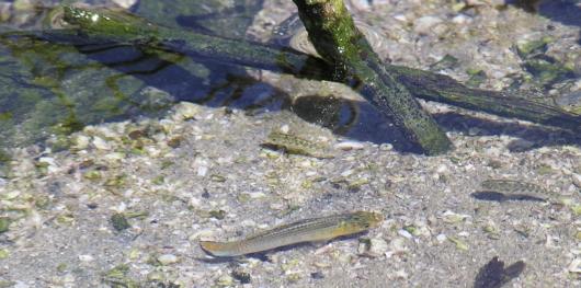 Sailfin molly, male (bottom, center), and desert pupfish. Location: Irrigation drain (Arthur 0.5 Drain) near the Salton Sea. Date: 2006. Photo by Sharon Keeney, California Department of Fish and Game.