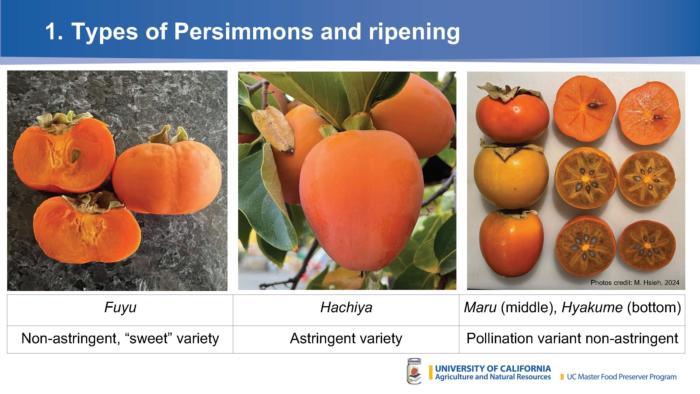 2024Nov14-Persimmon1 - cover slide