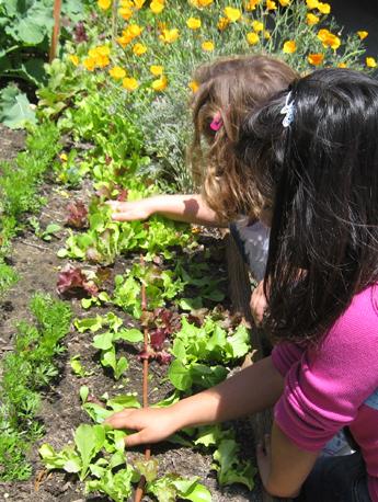 Students interacting with School Garden