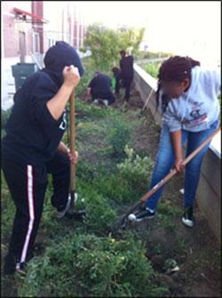 Pittsburg High students digging out the weeds.