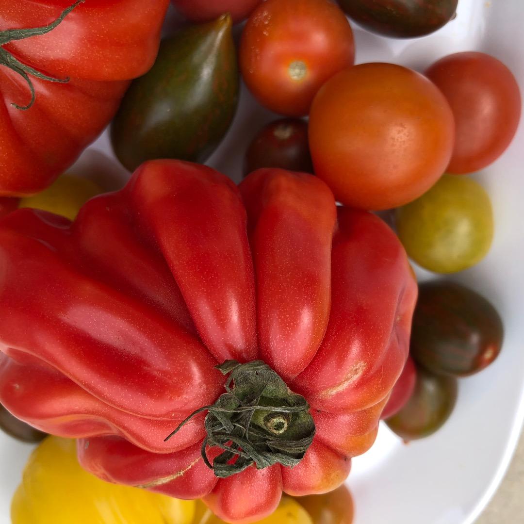 Plate of heirloom tomatoes. Photo cr. M.Saarni ©UC Regents
