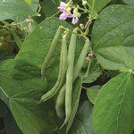 Beans Bush Provider_Seed Savers_2021-150
