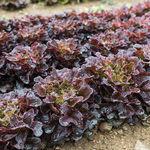 Lettuce Red Oakleaf_Johnny's_2021-150